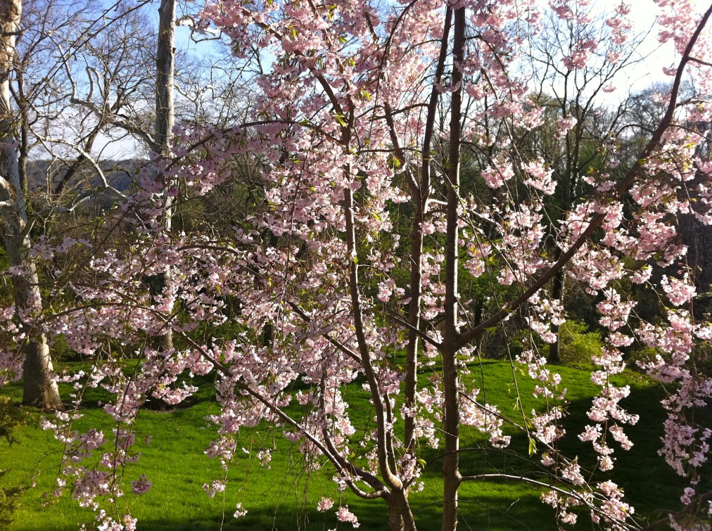 Spring in the back&nbsp;yard