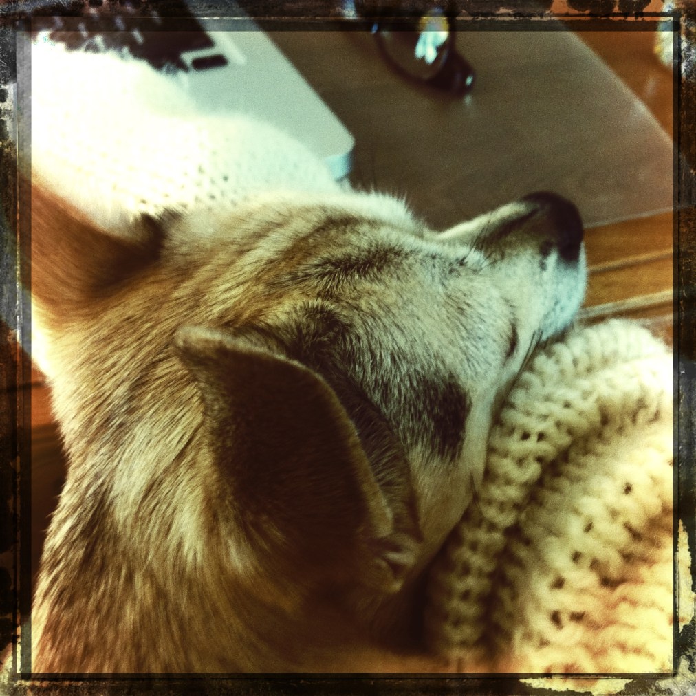 Beatrix, napping on my&nbsp;arm