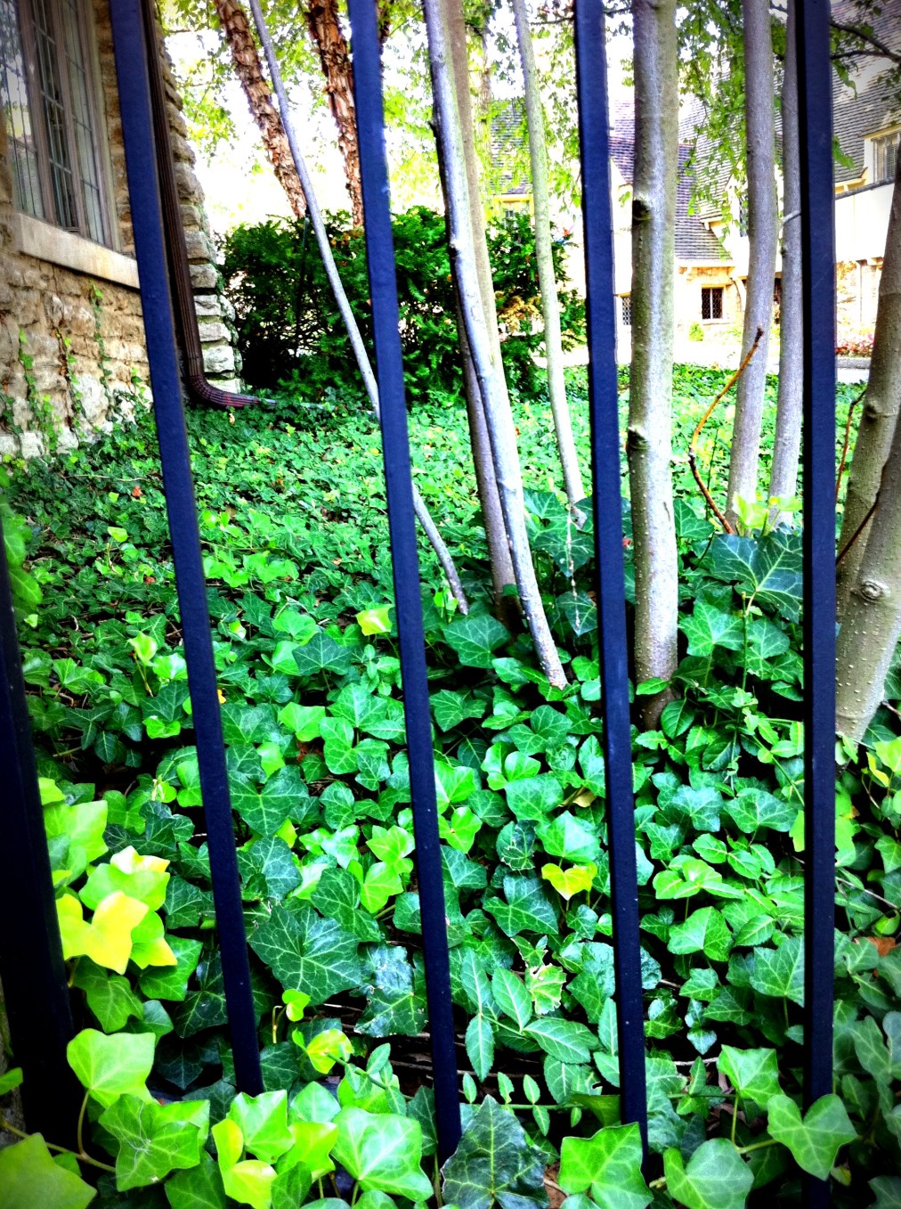 Garden fence