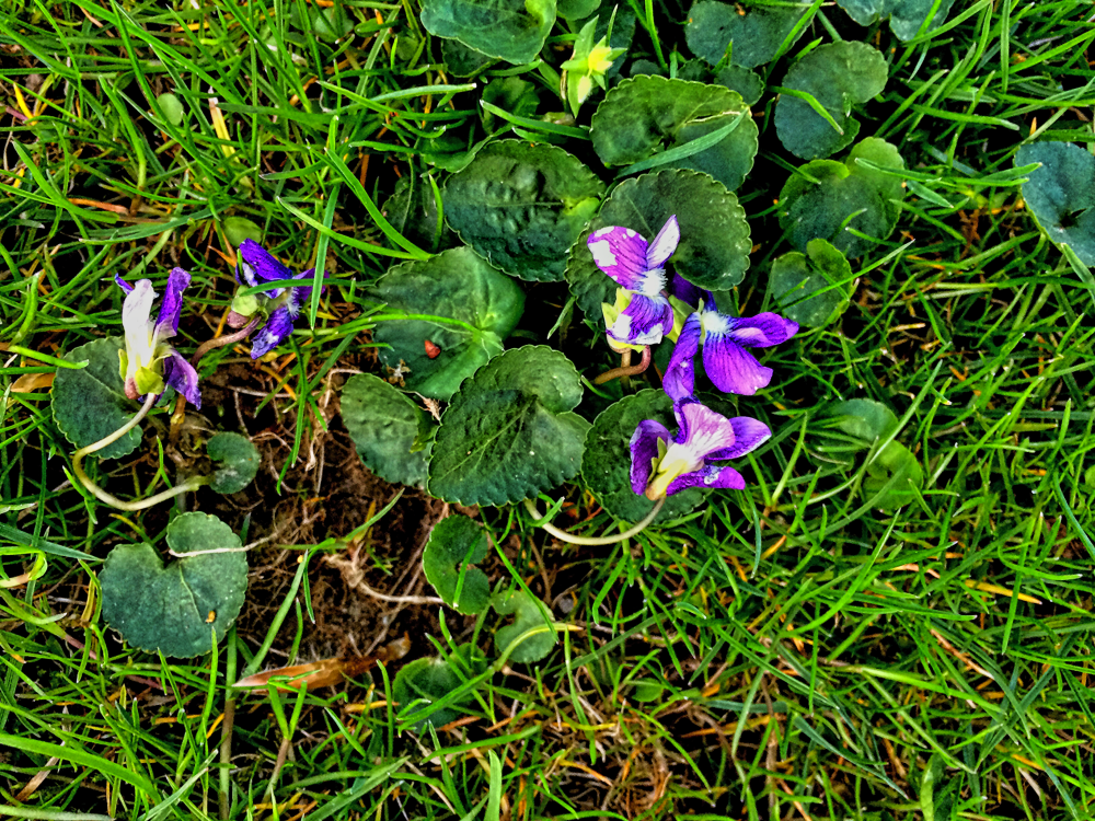 Last of the violets