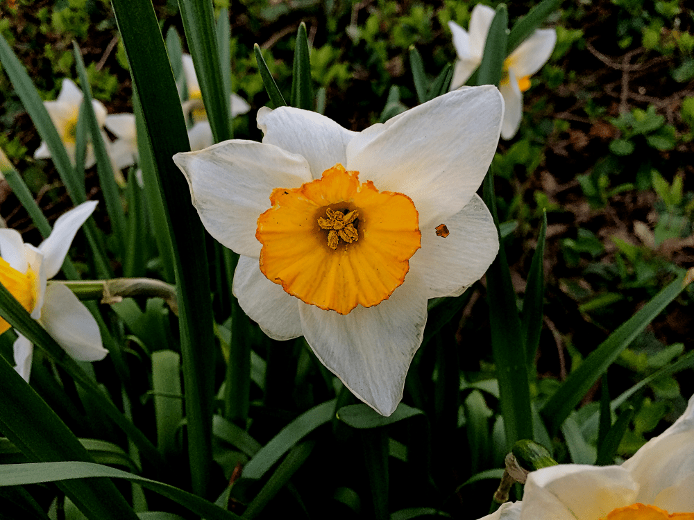 Daffodil